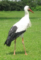 Storch1