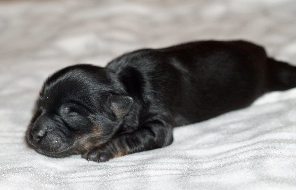 Rde 2 black an tan