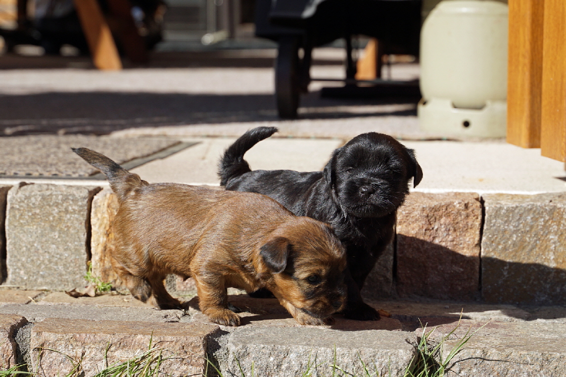 Matilda und Higgins