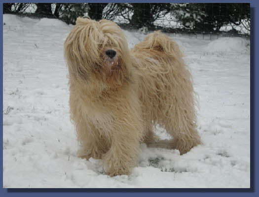 Hira im Schnee