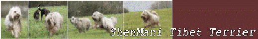 Banner ShenMani