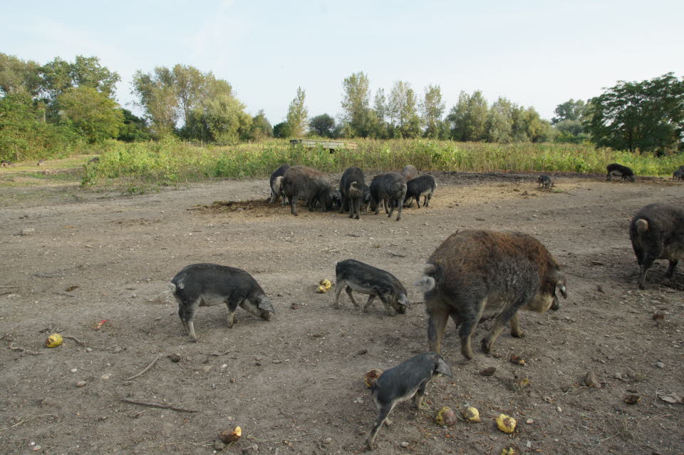Zucht von Mangalitza-Schweinen am Neusiedler See